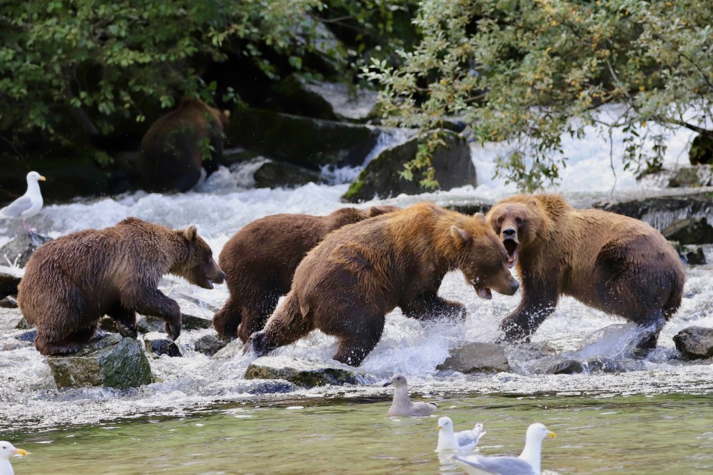 A group of brown bears are gathered in a stream, splashing water while interacting with each other. The background features a waterfall and greenery. A few seagulls are visible nearby.