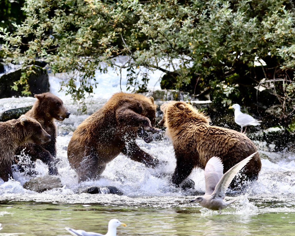 A group of brown bears interacting playfully in a stream, with splashes of water around them and a seagull nearby.