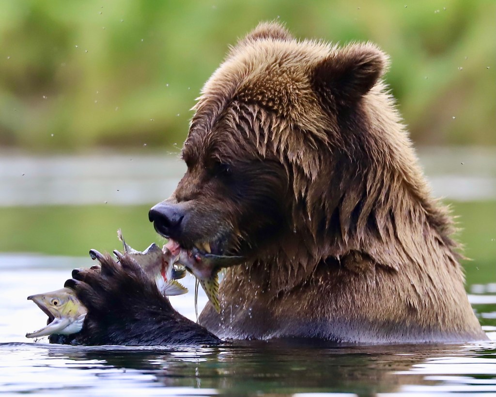A brown bear catching fish in the water, holding several salmon in its mouth.