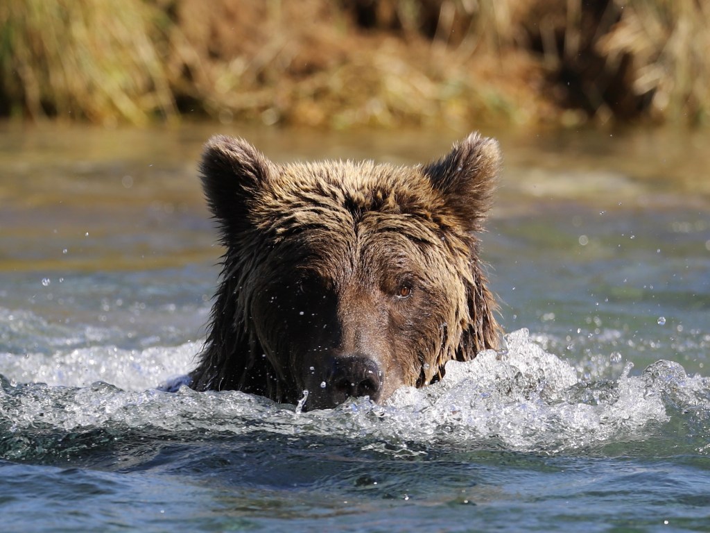 Close-up of a brown bear swimming in a clear stream, with splashes of water around its head and wet fur, set against a backdrop of natural greenery.