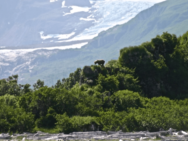 The Bears of Hallo&nbsp;Bay