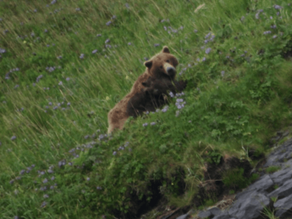 Amalik Bay & the Bear&nbsp;Convention